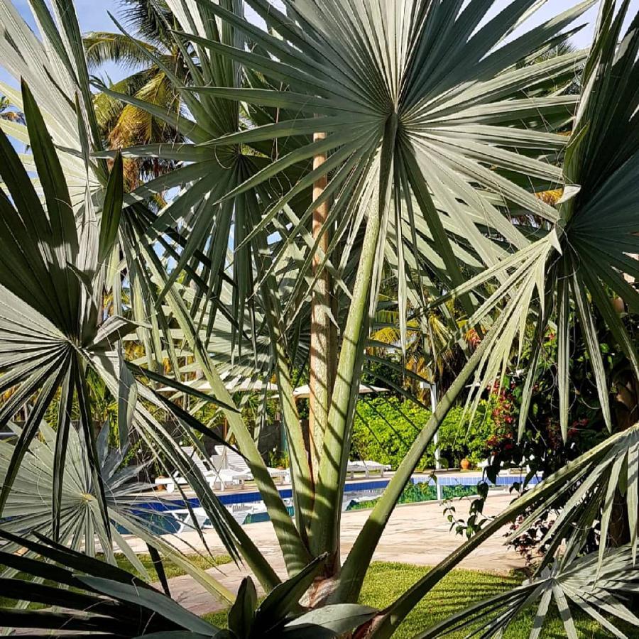 Villages Boutique - 150m Da Da Laje Bed & Breakfast Porto de Pedras